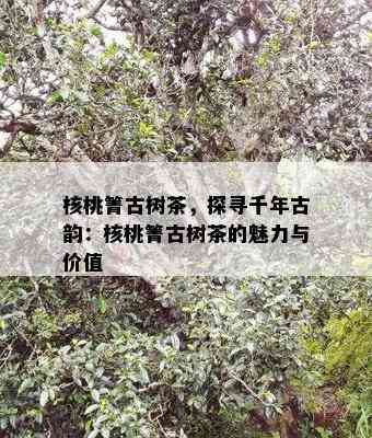 核桃箐古树茶，探寻千年古韵：核桃箐古树茶的魅力与价值