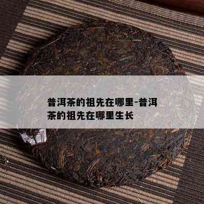 普洱茶的祖先在哪里-普洱茶的祖先在哪里生长