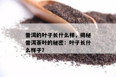 普洱的叶子长什么样，揭秘普洱茶叶的秘密：叶子长什么样子？