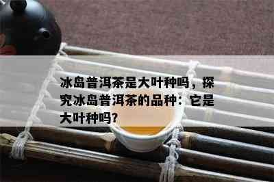 冰岛普洱茶是大叶种吗，探究冰岛普洱茶的品种：它是大叶种吗？