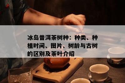 冰岛普洱茶树种：种类、种植时间、图片、树龄与古树的区别及茶叶介绍