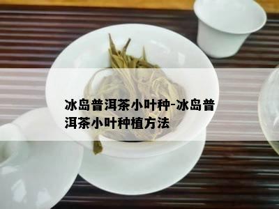 冰岛普洱茶小叶种-冰岛普洱茶小叶种植方法