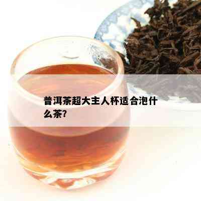 普洱茶超大主人杯适合泡什么茶？