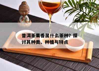 普洱茶果香属什么茶种？探讨其种类、种植与特点