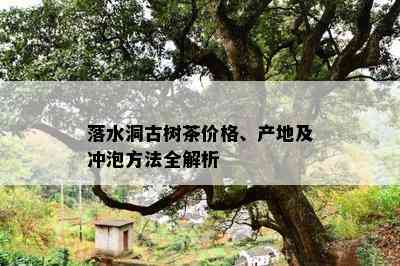 落水洞古树茶价格、产地及冲泡方法全解析