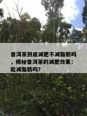 普洱茶到底减肥不减脂肪吗，揭秘普洱茶的减肥效果：能减脂肪吗？