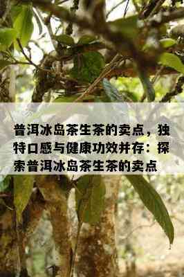 普洱冰岛茶生茶的卖点，特别口感与健康功效并存：探索普洱冰岛茶生茶的卖点