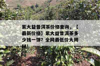 紫大益普洱茶价格查询，【最新价格】紫大益普洱茶多少钱一饼？全网更低价大揭秘！