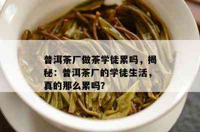 普洱茶厂做茶学徒累吗，揭秘：普洱茶厂的学徒生活，真的那么累吗？