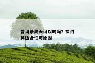 普洱茶夏天可以喝吗？探讨其适合性与原因