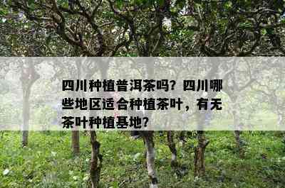 四川种植普洱茶吗？四川哪些地区适合种植茶叶，有无茶叶种植基地？