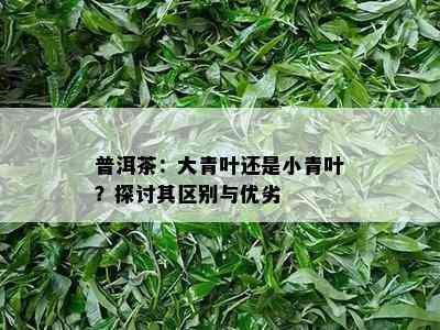 普洱茶：大青叶还是小青叶？探讨其区别与优劣