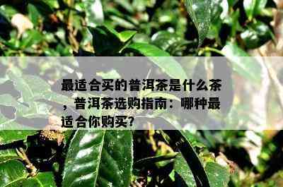 最适合买的普洱茶是什么茶，普洱茶选购指南：哪种最适合你购买？