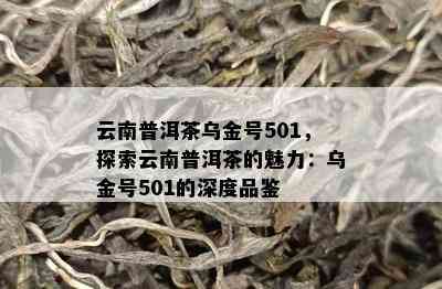 云南普洱茶乌金号501，探索云南普洱茶的魅力：乌金号501的深度品鉴