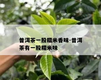 普洱茶一股糯米香味-普洱茶有一股糯米味