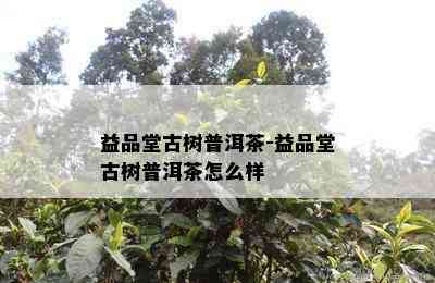 益品堂古树普洱茶-益品堂古树普洱茶怎么样