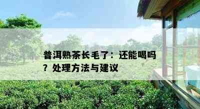 普洱熟茶长毛了：还能喝吗？解决方法与建议