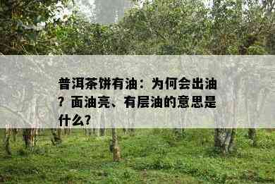 普洱茶饼有油：为何会出油？面油亮、有层油的意思是什么？