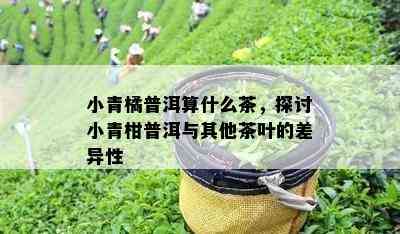 小青橘普洱算什么茶，探讨小青柑普洱与其他茶叶的差异性