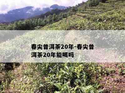 春尖普洱茶20年-春尖普洱茶20年能喝吗