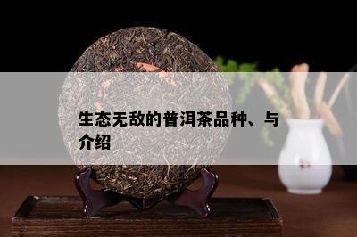 生态无敌的普洱茶品种、与介绍