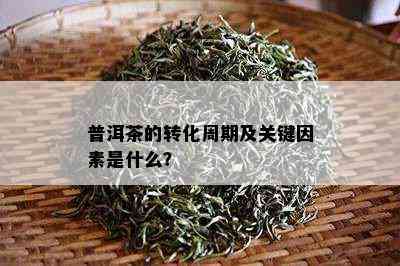 普洱茶的转化周期及关键因素是什么？