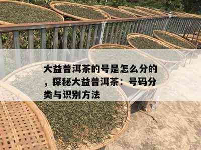 大益普洱茶的号是怎么分的，探秘大益普洱茶：号码分类与识别方法