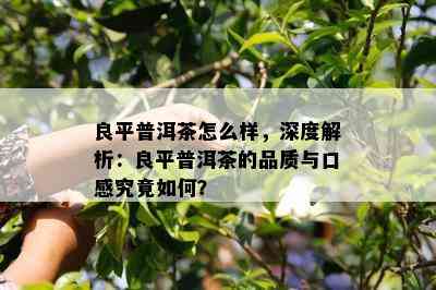 良平普洱茶怎么样，深度解析：良平普洱茶的品质与口感究竟如何？