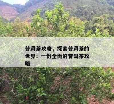 普洱茶攻略，探索普洱茶的世界：一份全面的普洱茶攻略