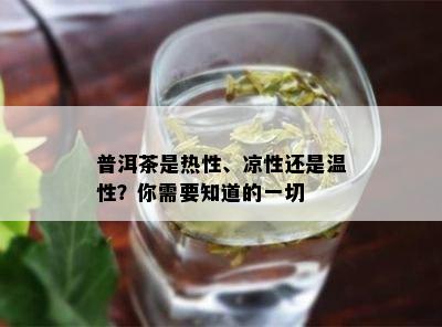 普洱茶是热性、凉性还是温性？你需要知道的一切