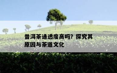 普洱茶通透度高吗？探究其原因与茶道文化