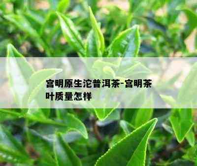 宫明原生沱普洱茶-宫明茶叶品质怎样