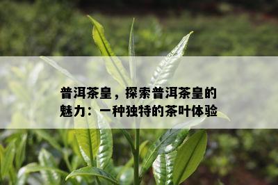 普洱茶皇，探索普洱茶皇的魅力：一种独特的茶叶体验