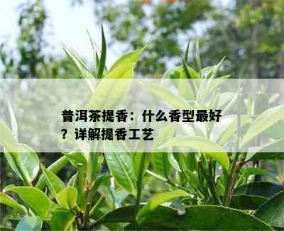 普洱茶提香：什么香型更好？详解提香工艺