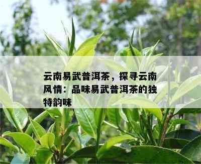 云南易武普洱茶，探寻云南风情：品味易武普洱茶的特别韵味