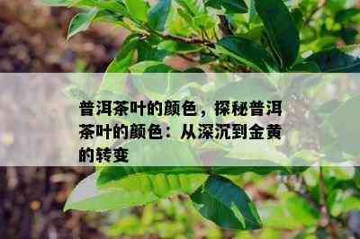 普洱茶叶的颜色，探秘普洱茶叶的颜色：从深沉到金黄的转变