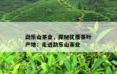 勐乐山茶业，探秘优质茶叶产地：走进勐乐山茶业