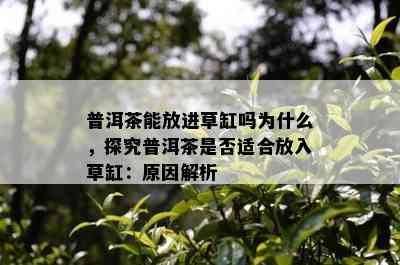 普洱茶能放进草缸吗为什么，探究普洱茶是不是适合放入草缸：起因解析