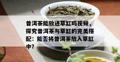 普洱茶能放进草缸吗视频，探究普洱茶与草缸的完美搭配：能否将普洱茶放入草缸中？