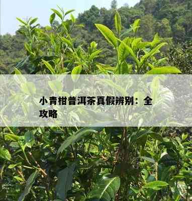 小青柑普洱茶真假辨别：全攻略