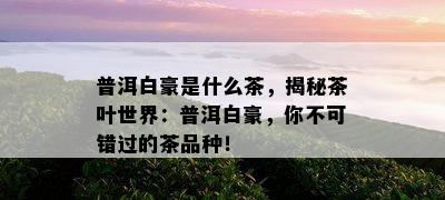 普洱白豪是什么茶，揭秘茶叶世界：普洱白豪，你不可错过的茶品种！