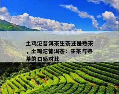 土鸡沱普洱茶生茶还是熟茶，土鸡沱普洱茶：生茶与熟茶的口感对比