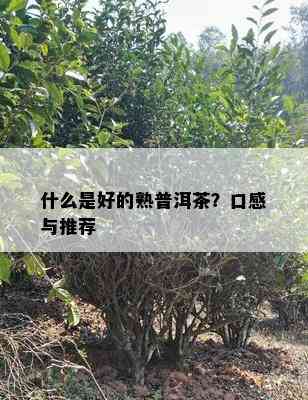 什么是好的熟普洱茶？口感与推荐