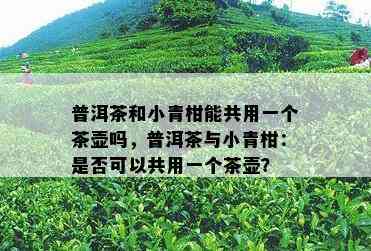 普洱茶和小青柑能共用一个茶壶吗，普洱茶与小青柑：是不是可以共用一个茶壶？