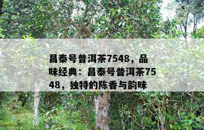 昌泰号普洱茶7548，品味经典：昌泰号普洱茶7548，特别的陈香与韵味