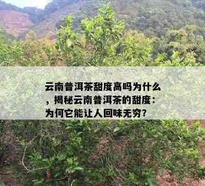 云南普洱茶甜度高吗为什么，揭秘云南普洱茶的甜度：为何它能让人回味无穷？