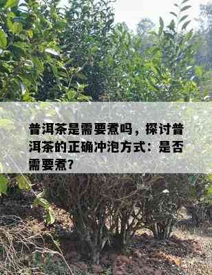 普洱茶是需要煮吗，探讨普洱茶的正确冲泡方式：是否需要煮？