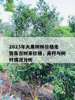 2023年大黑树林价格走势及古树茶价格，高杆与树村情况分析