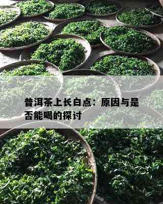 普洱茶上长白点：起因与是不是能喝的探讨