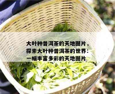 大叶种普洱茶的天地图片，探索大叶种普洱茶的世界：一幅丰富多彩的天地图片